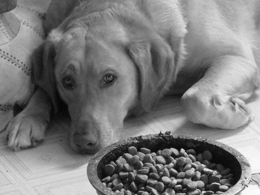 5 Marques de Nourriture pour Animaux qui Empoisonnent : Ce que Vous Devez Savoir