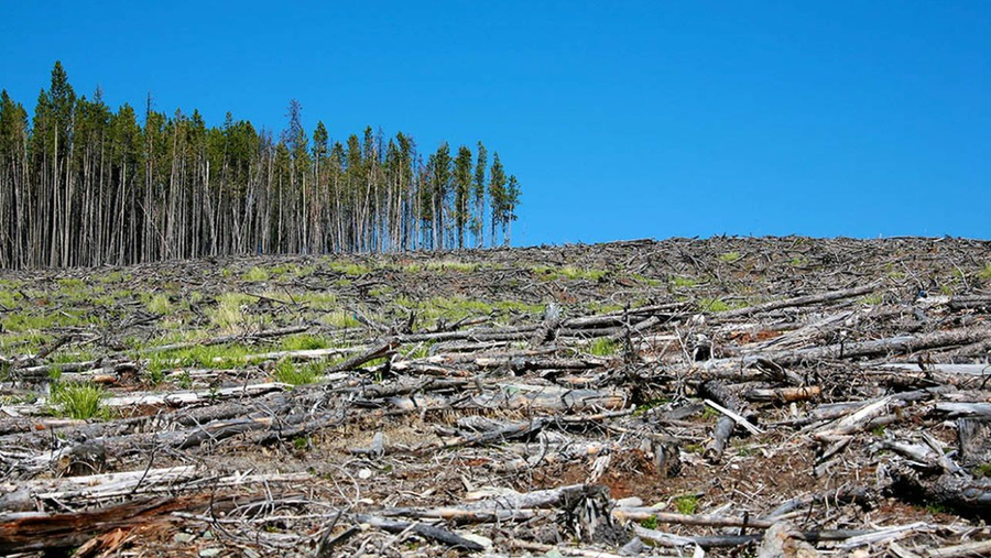 Les 9 forêts les plus touchées par la déforestation en France