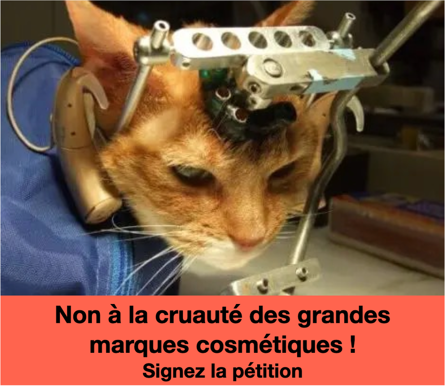 Image de la pétition